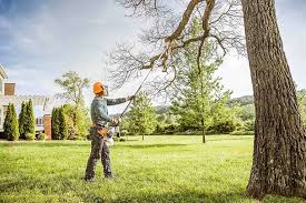 How Our Tree Care Process Works  in Honaker, VA